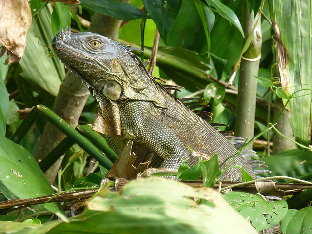 iguana Costa Rica