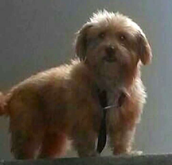 Pina llegó a nuestras vidas para darnos felicidad.