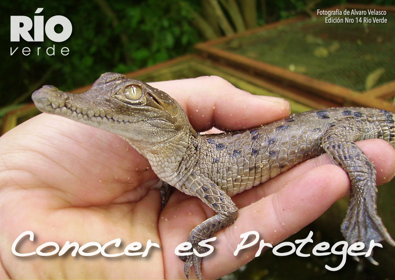 cocodrilo-rio-verde