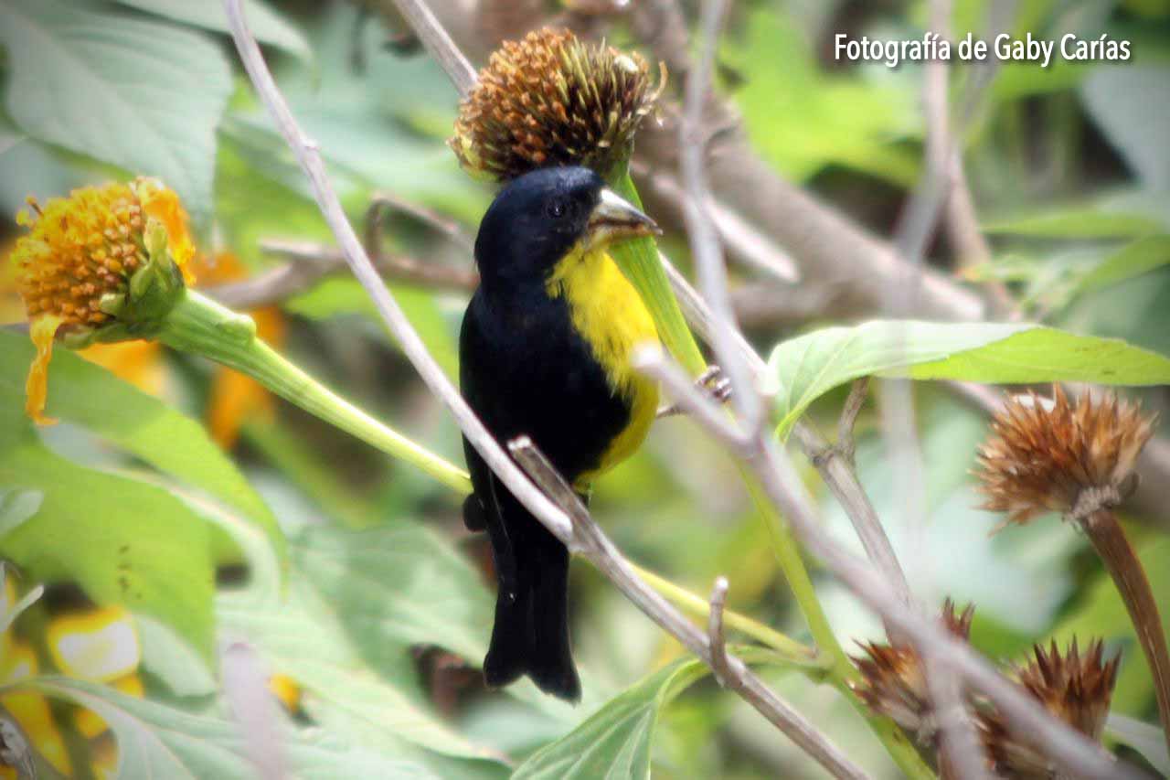 chiruli-mcarduelis-psaltria-columbianaenvio