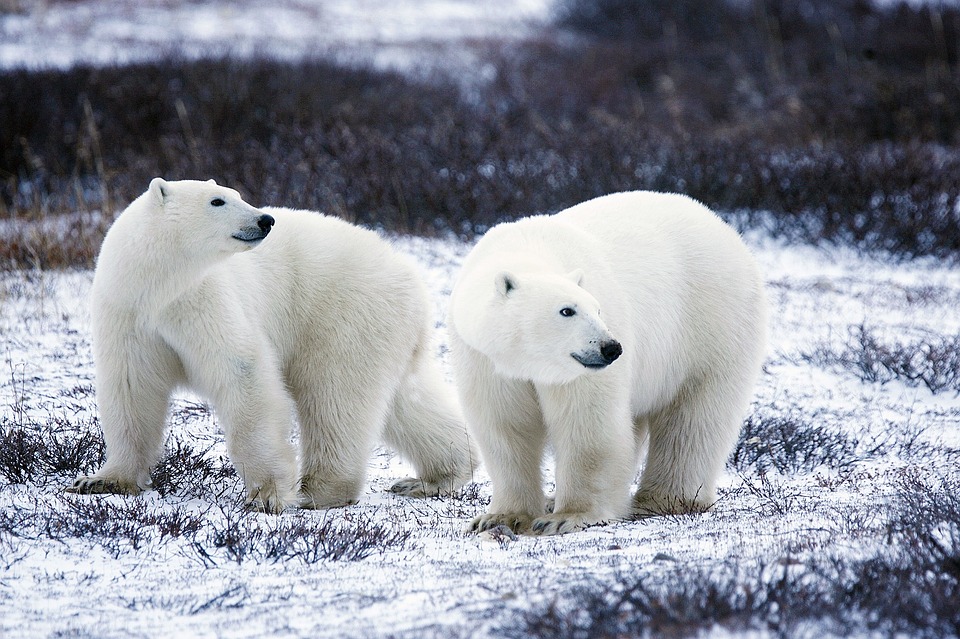 polar-bears-1665367_960_720