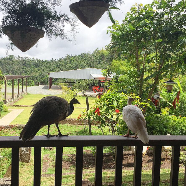 Hacienda La Mocha en Puerto Rico: un viaje en el tiempo