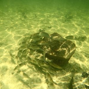 Una escapada veraniega y divertida a Key West