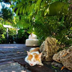 Una escapada veraniega y divertida a Key West