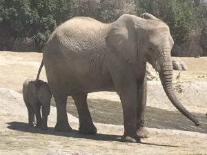 Advierte la ONU: un millón de especies amenazadas de extinción 