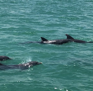 Una escapada veraniega y divertida a Key West