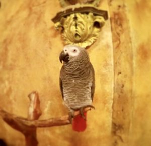 Puerto Rico sorprendente: The Gallery Inn, hogar de arte y música