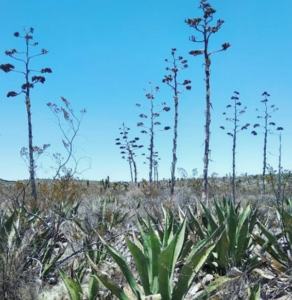 Wirikuta: el lugar donde nació el mundo