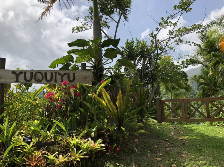 Yuquiyú Tree Houses: una experiencia única entre nubes