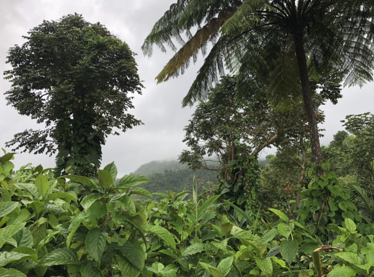 Yuquiyú Tree Houses: una experiencia única entre nubes
