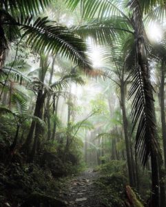 Yuquiyú Tree Houses: una experiencia única entre nubes