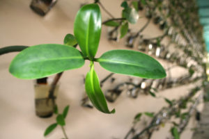 Artista ambiental Xavier Cortada y Pinecrest Gardens lanzan el proyecto “Plan(T)”