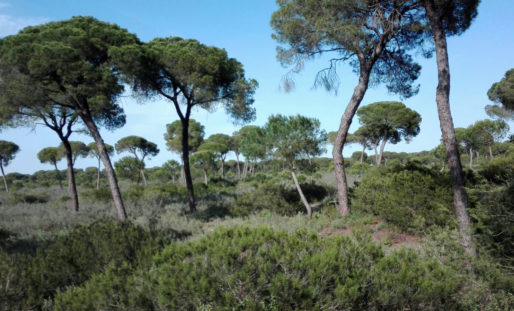 Sanlúcar de Barrameda: sus múltiples atractivos