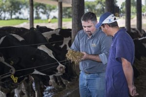 Cómo la industria láctea planea ahorrar leche