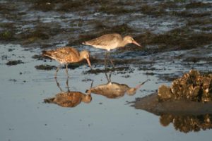 Santoña: Mar, pesca y marismas